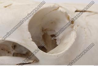 animal skull 0054